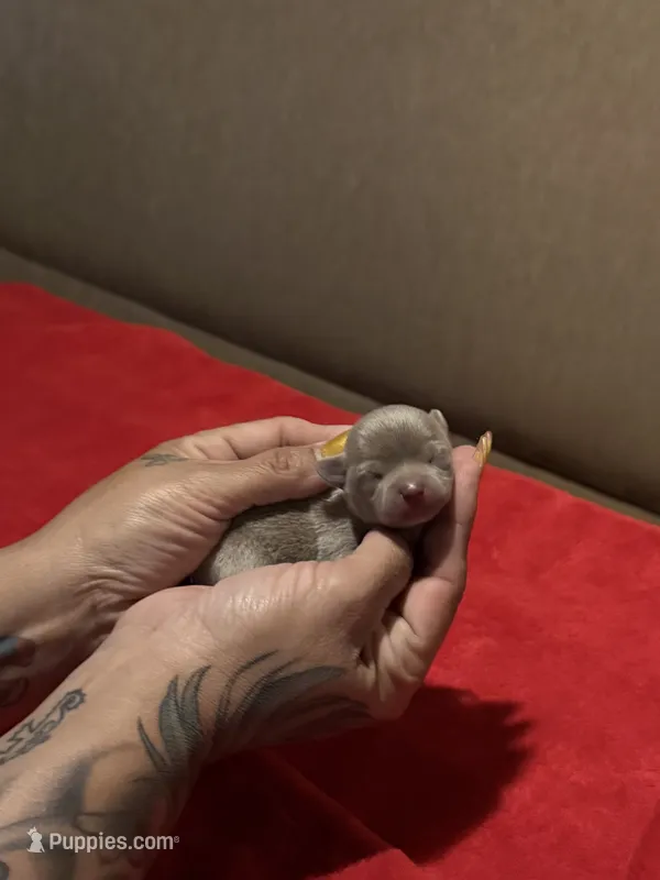 SilverBell Pending  – Chihuahua puppy for sale in Mesa, AZ