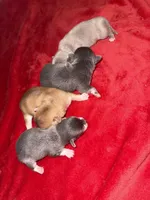 Blue Tcup akc , a male Chihuahua for sale in Mesa, AZ – 6 of 9