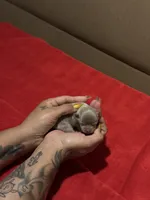 Akc Silverbell, a female Chihuahua for sale in Mesa, AZ – 4 of 7