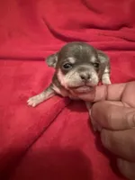  Bluebell Pending , a female Chihuahua for sale in Mesa, AZ – 9 of 9