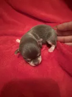 Blue Tcup akc , a male Chihuahua for sale in Mesa, AZ – 8 of 9
