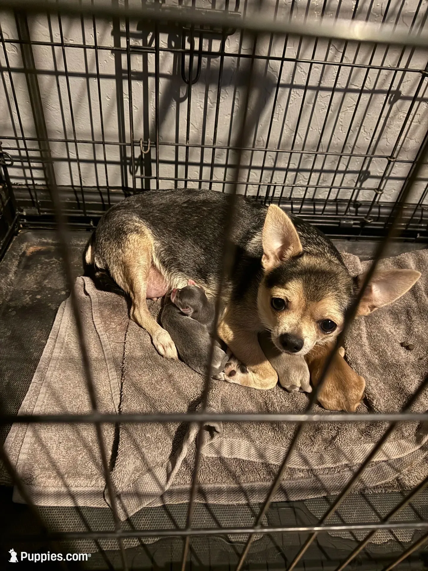 SilverBell Pending , a female Chihuahua for sale in Mesa, AZ – 10 of 10