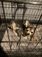 Akc Silverbell, a female Chihuahua for sale in Mesa, AZ – 6 of 7