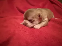 Akc Apple head , a male Chihuahua for sale in Mesa, AZ – 9 of 9