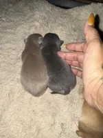  Bluebell Pending , a female Chihuahua for sale in Mesa, AZ – 6 of 9