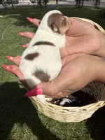 AkcMale#3, a male Chihuahua for sale in Mesa, AZ – Photo 3 of 10