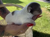 Applehead#1, a male Chihuahua for sale in Mesa, AZ – Photo 1 of 7