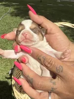 AkcMale#3, a male Chihuahua for sale in Mesa, AZ – Photo 4 of 10