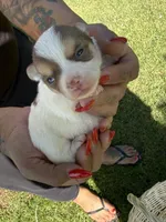 Applehead#1, a male Chihuahua for sale in Mesa, AZ – Photo 2 of 7