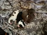 Male#3, a male Chihuahua for sale in Mesa, AZ – Photo 4 of 5