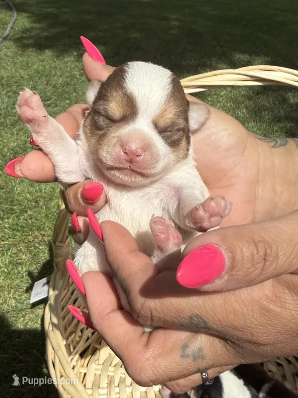 AkcMale#3 – Chihuahua puppy for sale in Mesa, AZ