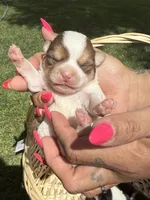 AkcMale#3, a male Chihuahua for sale in Mesa, AZ – Photo 1 of 10