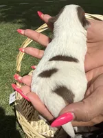 AkcMale#3, a male Chihuahua for sale in Mesa, AZ – Photo 2 of 10