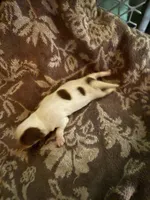 Male#3, a male Chihuahua for sale in Mesa, AZ – Photo 2 of 5