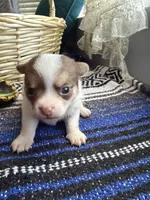 AkcApplehead#1, a male Chihuahua for sale in Mesa, AZ – 8 of 9