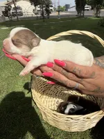 AkcMale#3, a male Chihuahua for sale in Mesa, AZ – Photo 6 of 10