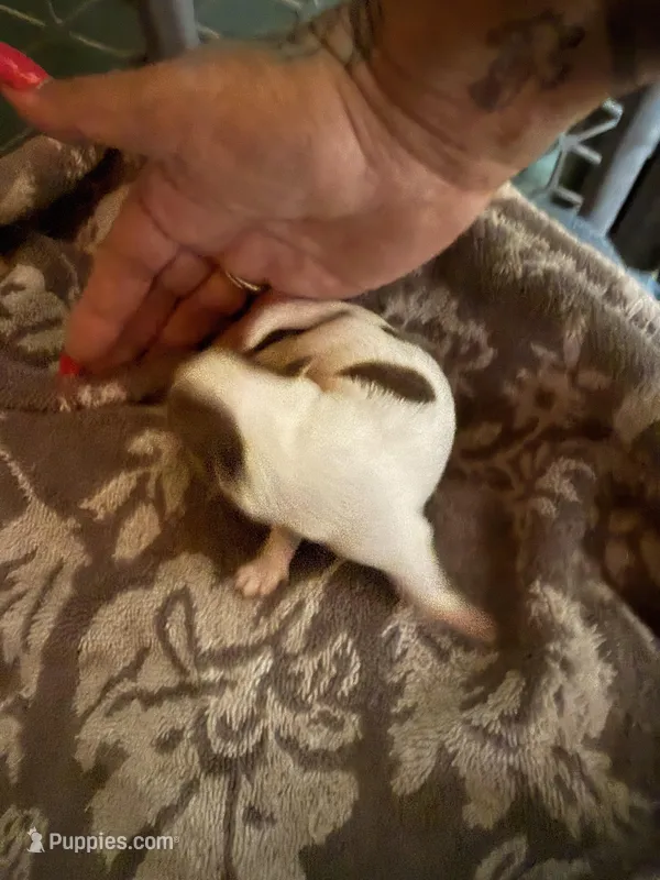 Male#3 – Chihuahua puppy for sale in Mesa, AZ