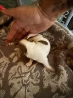 Male#3, a male Chihuahua for sale in Mesa, AZ – Photo 1 of 5