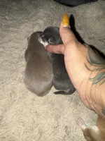 SilverBell Pending , a female Chihuahua for sale in Mesa, AZ – 5 of 10