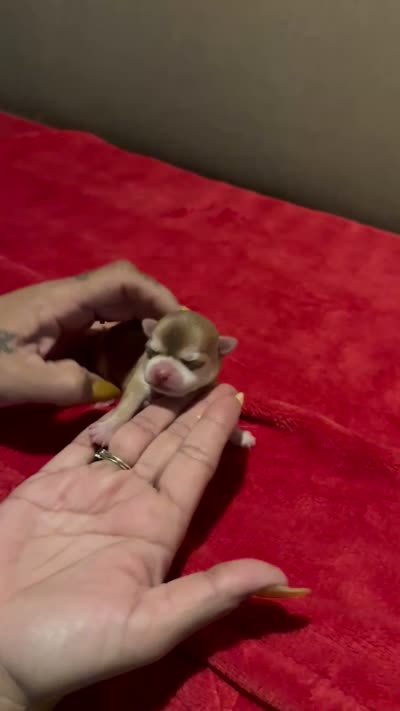 Akc Pumkin, a male Chihuahua for sale in Mesa, AZ – 5 of 5
