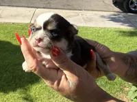 Pending, a male Chihuahua for sale in Mesa, AZ – 2 of 10