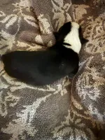 Male #1, a male Chihuahua for sale in Mesa, AZ – Photo 3 of 8