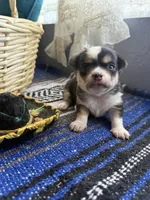 Pending, a male Chihuahua for sale in Mesa, AZ – 8 of 10