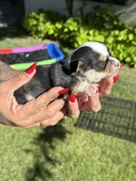 Pending, a male Chihuahua for sale in Mesa, AZ – 3 of 10