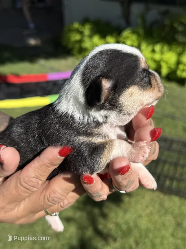 Pending – Chihuahua puppy for sale in Mesa, AZ