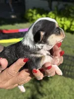 Pending, a male Chihuahua for sale in Mesa, AZ – 1 of 10