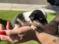 Pending, a male Chihuahua for sale in Mesa, AZ – 4 of 10
