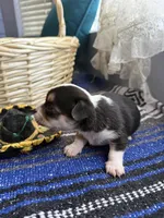 Pending, a male Chihuahua for sale in Mesa, AZ – 9 of 10
