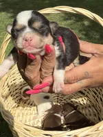 AkcMale #1, a male Chihuahua for sale in Mesa, AZ – Photo 10 of 10