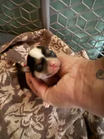 Male #1, a male Chihuahua for sale in Mesa, AZ – Photo 2 of 8