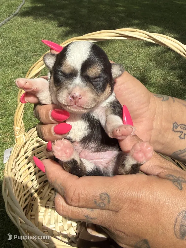 AkcMale #1 – Chihuahua puppy for sale in Mesa, AZ