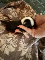 Male #1, a male Chihuahua for sale in Mesa, AZ – Photo 5 of 8