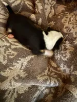 Male #1, a male Chihuahua for sale in Mesa, AZ – Photo 6 of 8