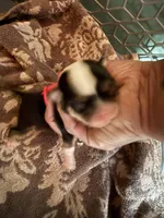 Male #1, a male Chihuahua for sale in Mesa, AZ – Photo 4 of 8