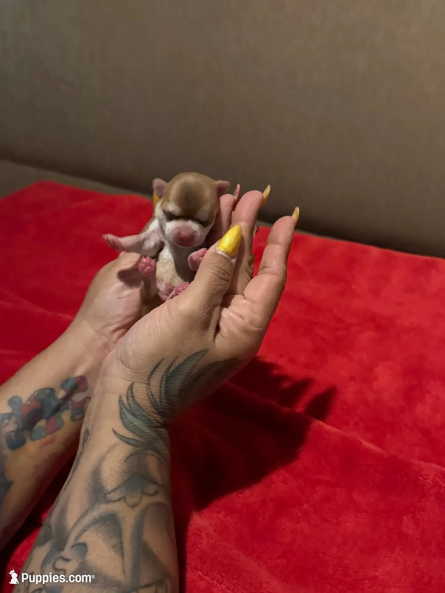 Akc Apple head , a male Chihuahua for sale in Mesa, AZ – 3 of 9
