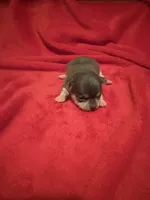 Blue Tcup akc , a male Chihuahua for sale in Mesa, AZ – 9 of 9