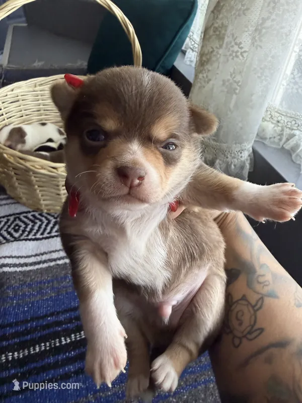 AkcApplehead #2 – Chihuahua puppy for sale in Mesa, AZ