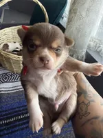 AkcApplehead #2, a male Chihuahua for sale in Mesa, AZ – 1 of 8