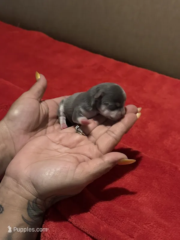 AkcBlu Klaus – Chihuahua puppy for sale in Mesa, AZ