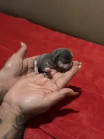 AkcBlu Klaus, a male Chihuahua for sale in Mesa, AZ – 1 of 7