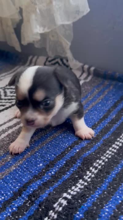 Pending, a male Chihuahua for sale in Mesa, AZ – 10 of 10