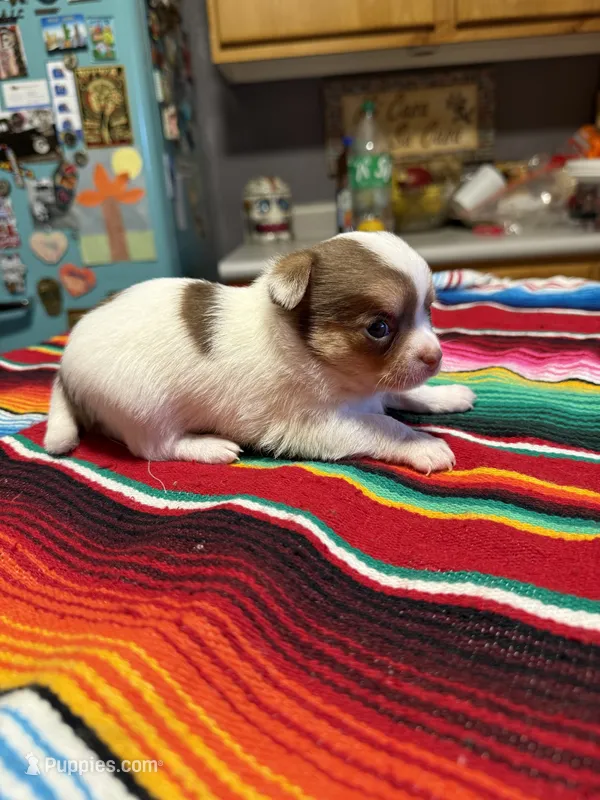 On Hold – Chihuahua puppy for sale in Mesa, AZ
