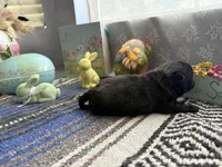 Luna, a female Chihuahua for sale in Mesa, AZ – Photo 2 of 5