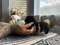 Luna, a female Chihuahua for sale in Mesa, AZ – Photo 3 of 5