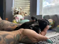 Luna, a female Chihuahua for sale in Mesa, AZ – Photo 5 of 5