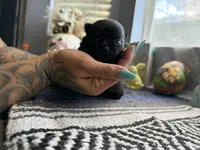 Luna, a female Chihuahua for sale in Mesa, AZ – Photo 8 of 10